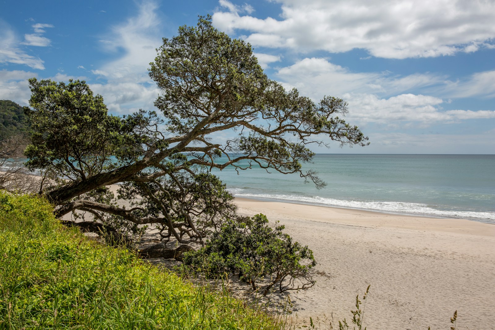 A tree on a beach near the ocean